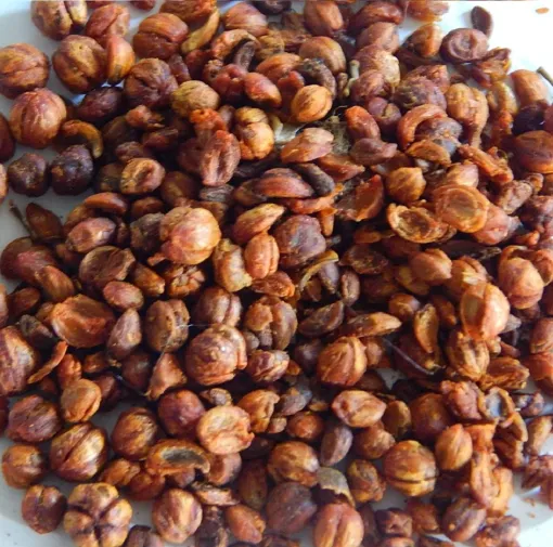 Celastrus paniculatus supplier in India